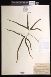 Lygodium circinnatum