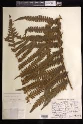 Cibotium menziesii