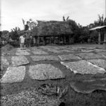 Sa'anapu, cocoa drying after fermentation.