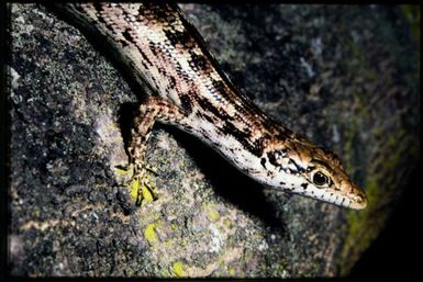 Epibator nigrofasciolatus