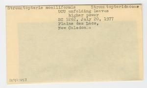 [Stromatopteris moniliformis in New Caledonia, envelope IE41-057]