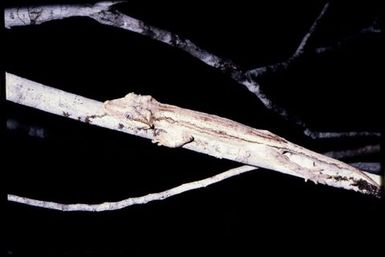 Rhacodactylus auriculatus