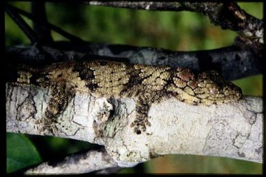 Eurydactylodes vieillardi