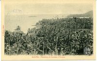 Raiatea. - Plantation de Cocotiers, à Tevaitoa