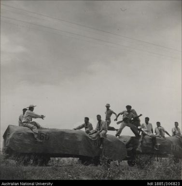 Workers on loaded cane trucks