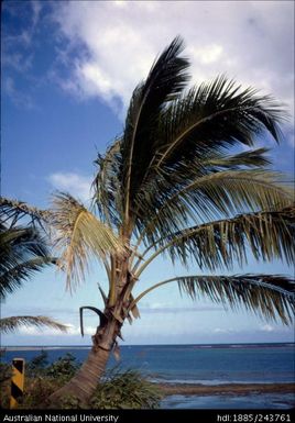 Palm tree along the coast