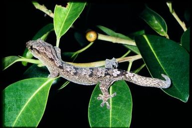 Gecko sp.