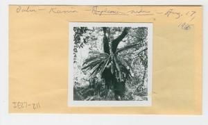 [Asplenium nidus in Hawaii, envelope IE27-211]
