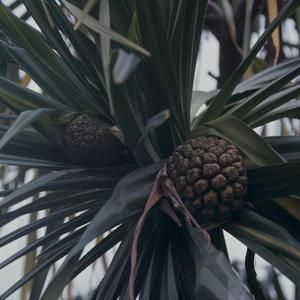 [Pandanus odoratissimus close-up from Hilo, United States]