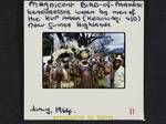 Magnificent bird of paradise headdresses worn by men of the Kup area, (Kerowagi subdistrict), New Guinea Highlands, Jul 1964