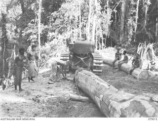 TOROKINA AREA, BOUGAINVILLE ISLAND. 1945-02-10. SAPPER A.W. GLASSBY (1) AND SAPPER F.S. MCARTHUR (2), NO 3 PLATOON 2/2ND FORESTRY COMPANY USING A CATERPILLAR TRACTOR TO HAUL A LARGE LOG TO THE UNIT ..