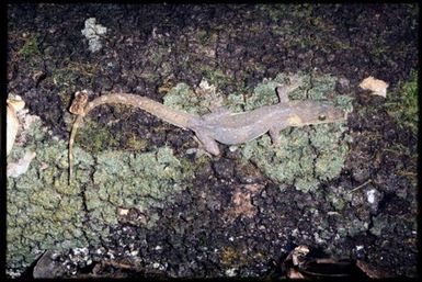 Hemidactylus garnotii