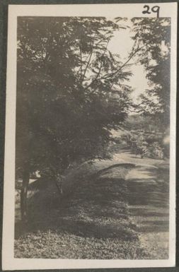 Walk way in the Botanical Gardens, Rabaul, New Britain Island, Papua New Guinea, approximately 1916