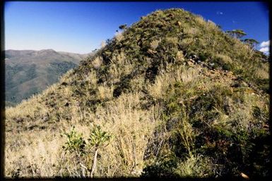 Indigenous bamboo, 950 m