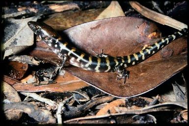 Skink sp.