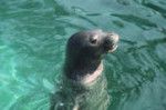 Hawaiian monk seal