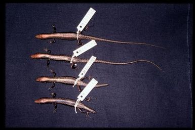 4 specimens (dorsal)