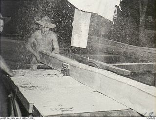 VIVIGANI, GOODENOUGH ISLAND, PAPUA NEW GUINEA. 1943-09-20. 116283 LEADING AIRCRAFTMAN A. A. EDWARDS OF MOUNT GAMBIER, SA, ONE OF THE SAWYERS AT NO. 7 MOBILE WORKS SQUADRON RAAF, WHO CUT THEIR OWN ..