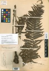 Dryopteris hispidula