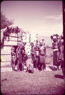 Shells and pigs - bargaining for a bride? : Wahgi Valley, Papua New Guinea, 1954 / Terence and Margaret Spencer