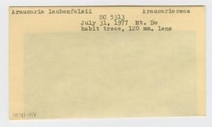 [Araucaria laubenfelsii in New Caledonia, envelope IE41-118]