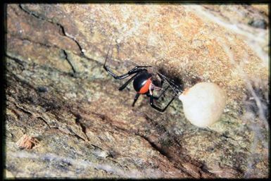 Redback spider with eggcase