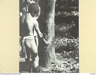 KOKODA, NEW GUINEA. 1944-04-13. SX496 WARRANT OFFICER II, W. CRONDER, A MEMBER OF THE SUB DISTRICT OFFICE, AUSTRALIAN NEW GUINEA ADMINISTRATIVE UNIT, SUPERVISES THE TAPPING OF A RUBBER TREE BY ..