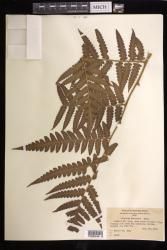 Cibotium menziesii