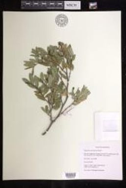 Euphorbia olowaluana