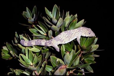 Eurydactylodes vieillardi