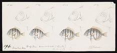 Drawings of Nasius, Priodon and Acanthurus (item removed to Box 8)