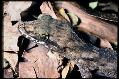 Gecko sp.