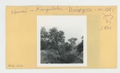 [Diospyros in Hawaii, envelope IE26-253]