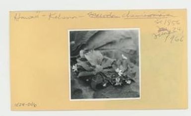 [Scaevola chamissoniana in Hawaii, envelope IE24-046]