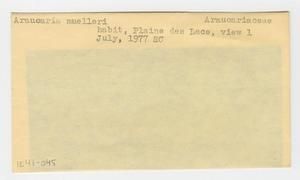 [Araucaria muelleri in New Caledonia, envelope IE41-045]
