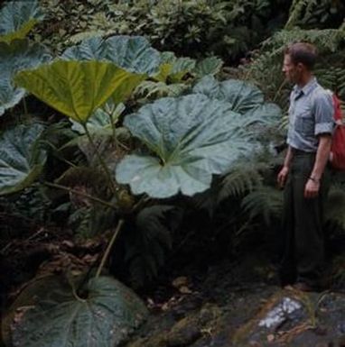 [Jim Larson standing beside Gunnera petaloidea plant in Waikamoi Preserve, United States]
