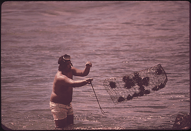 FRUITS OF THE SEA