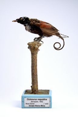 ["Cicinnurus respublica"]