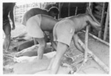 Men tying out pigs for taualea, feasting shelter, ritual