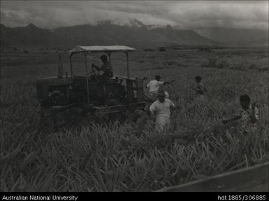 Farmers tending to pineapple crop