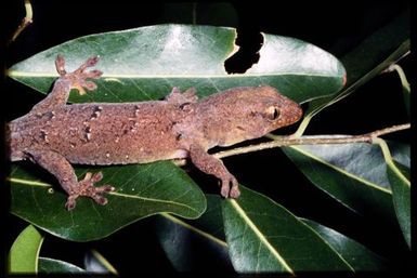 Gecko sp.