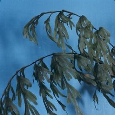 [Mecodium recurvum close-up from Konahuanui Peak, United States]