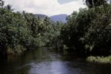 French Polynesia, dense jungle growing along waterway on Tahiti Island