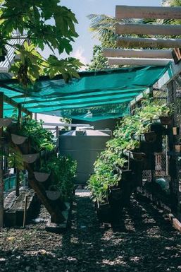 Vertical garden (portrait), Atafu, Tokelau