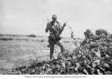 Biddulph holding up samples of a morning glory on Enjebi Island, summer 1949