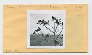 [Pelea in Hawaii, envelope IE33-088]