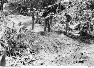 TSIMBA AREA, BOUGAINVILLE ISLAND. 1945-02-13. ENGINEERS OF THE 31/51ST INFANTRY BATTALION BUILDING A NEW JEEP ROAD AROUND THE PIMPLE TO THE GENGA RIVER