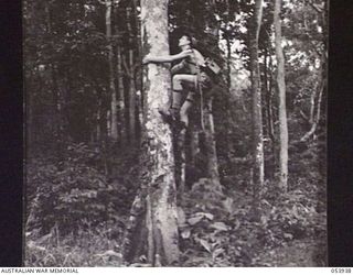 UBERI, NEW GUINEA. 1943-07-08. N220047 SIGNALMAN S. C. WILLIAMS OF THE 18TH NEW GUINEA LINES OF COMMUNICATION, SIGNALS, AIF, CLIMBS A TREE WITH THE AID OF LINESMEN'S SPURS TO CHECK FOR A FAULT IN ..