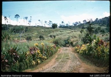 Colourful Tankets between Okapa and Kainautu