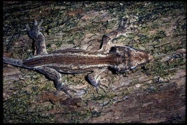 Rhacodactylus auriculatus
